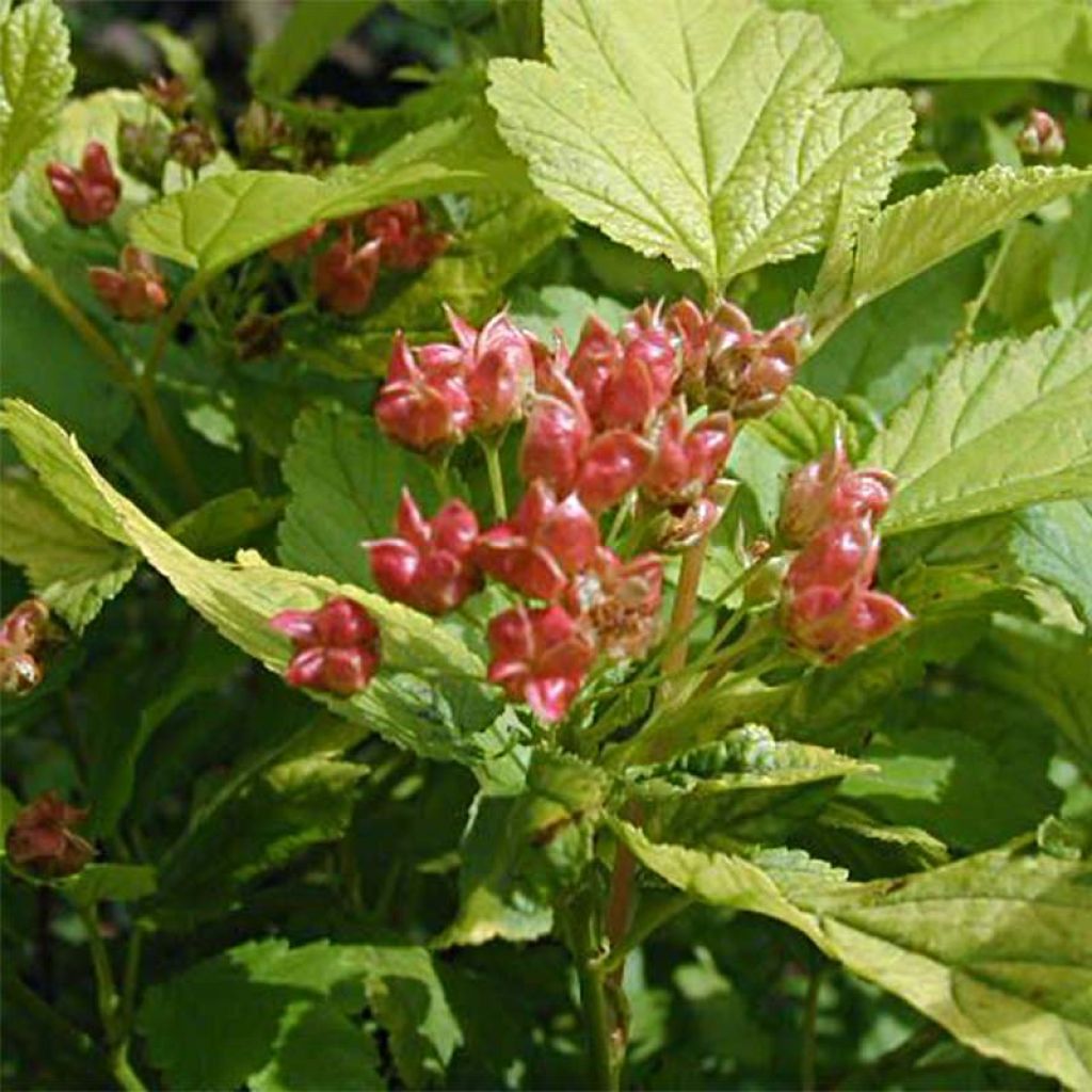 Physocarpus Dart’s Gold - Physocarpe