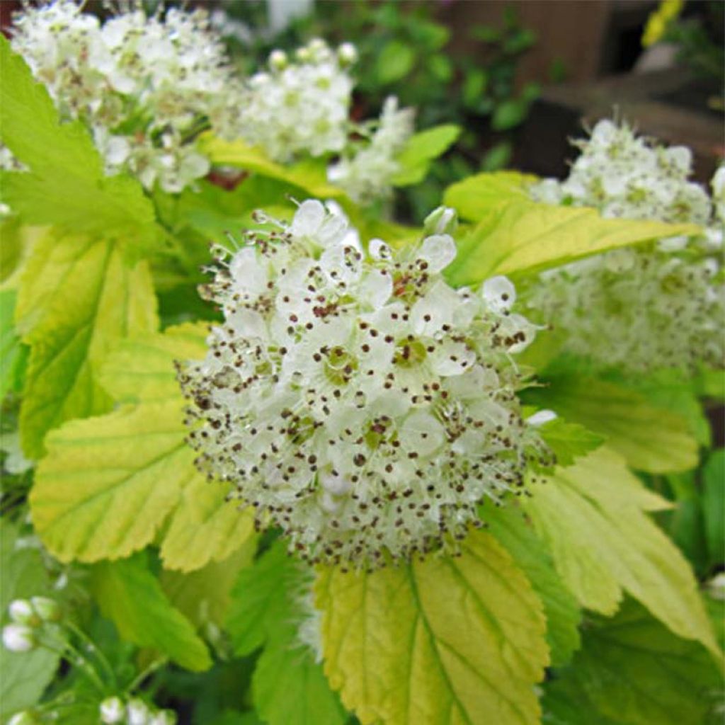 Physocarpus Dart’s Gold - Physocarpe