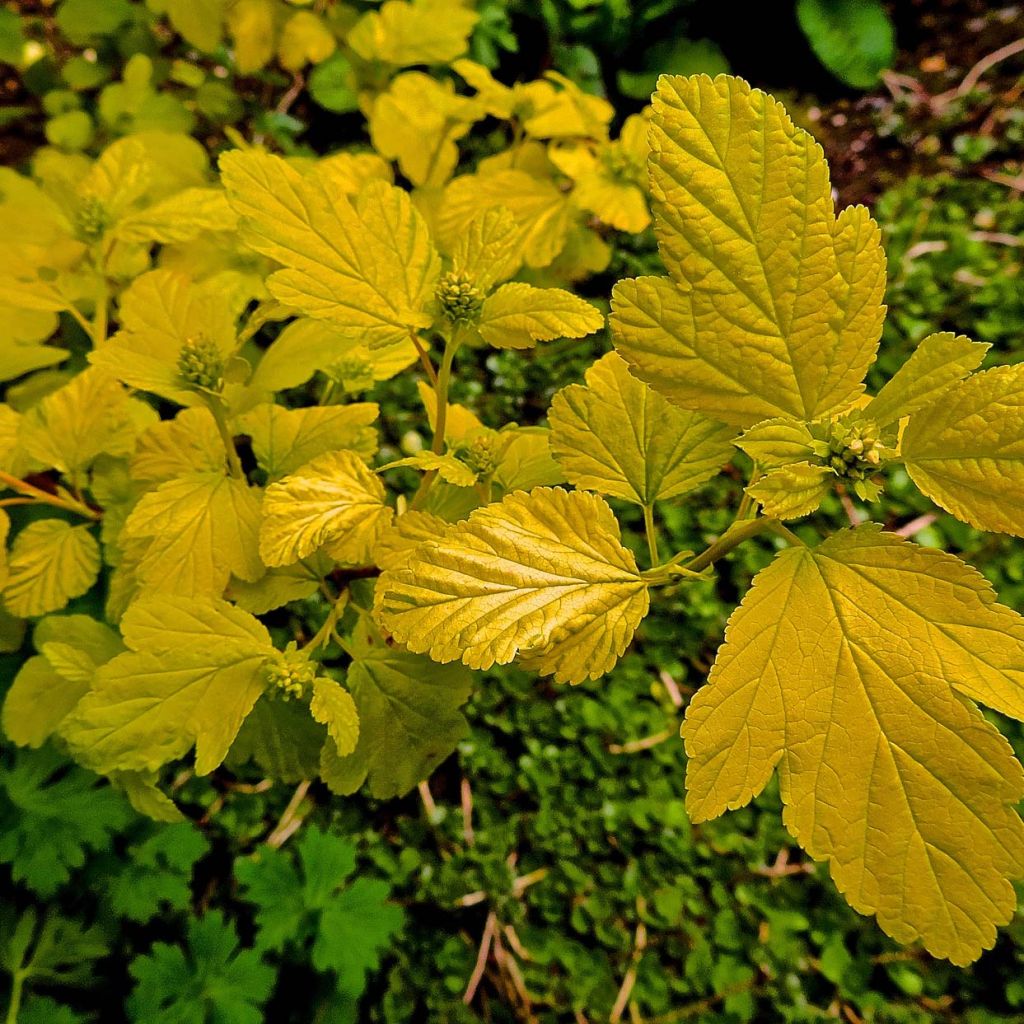 Physocarpus Dart’s Gold - Physocarpe