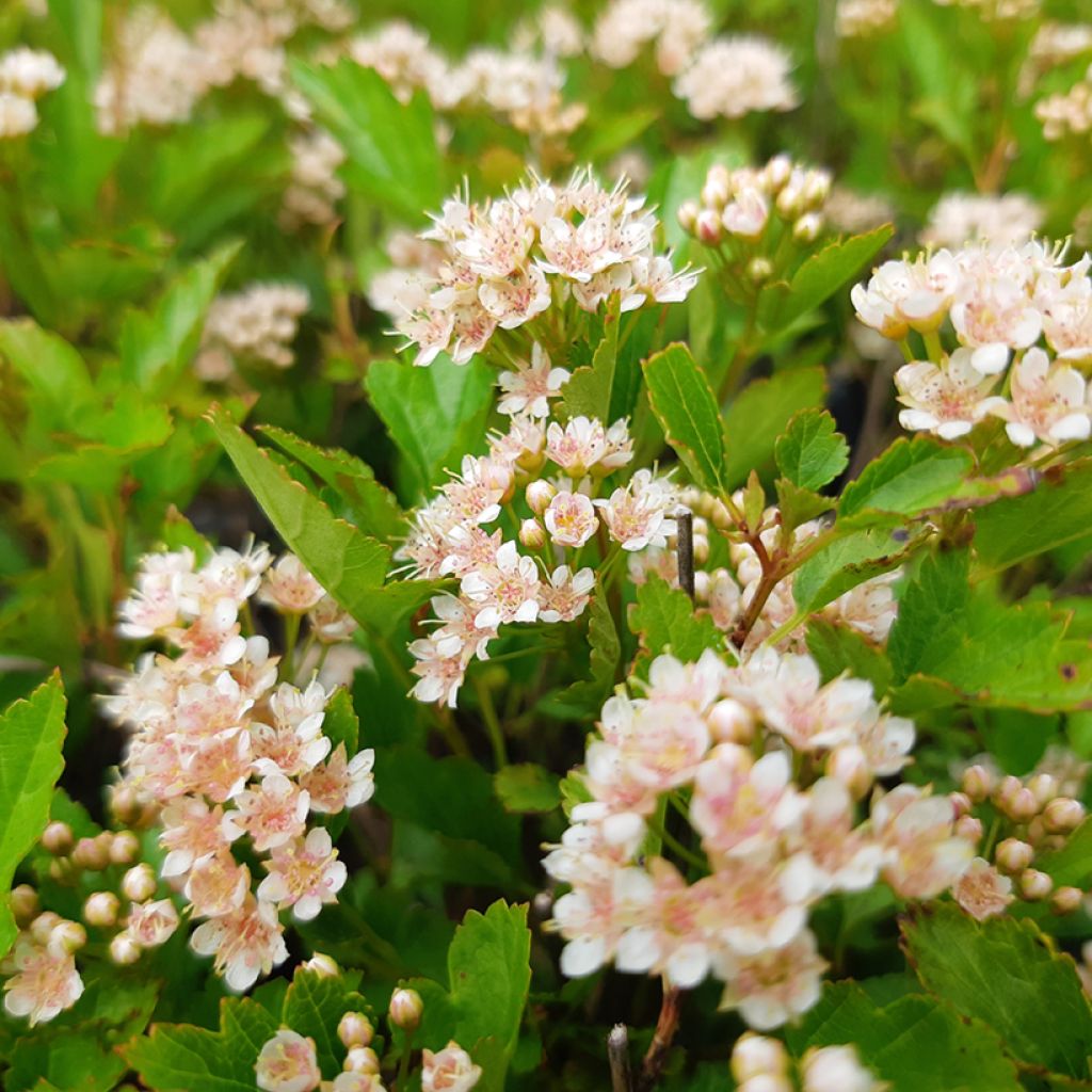 Physocarpus opulifolius Little Greeny - Physocarpe nain