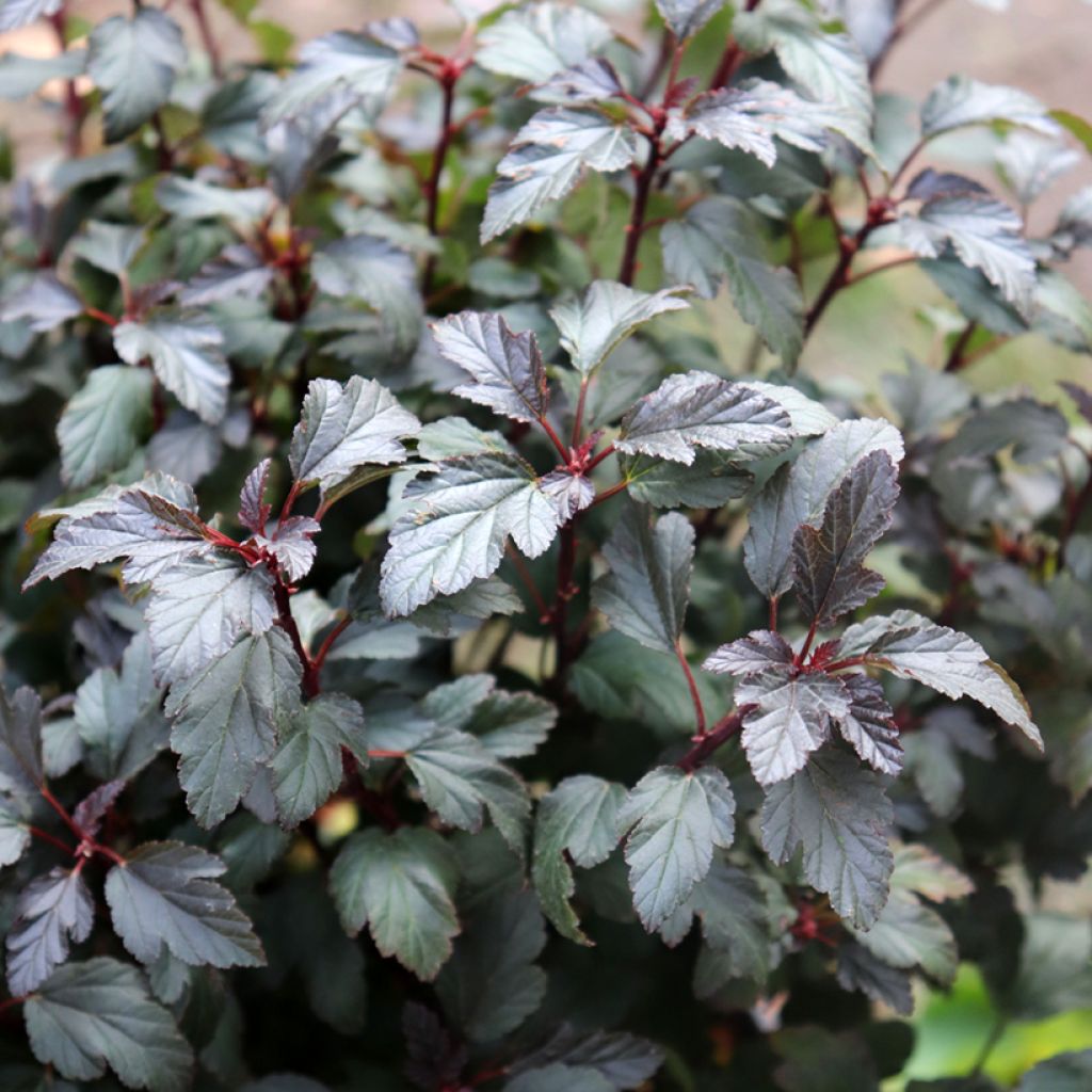 Physocarpus opulifolius Little Joker - Physocarpe nain