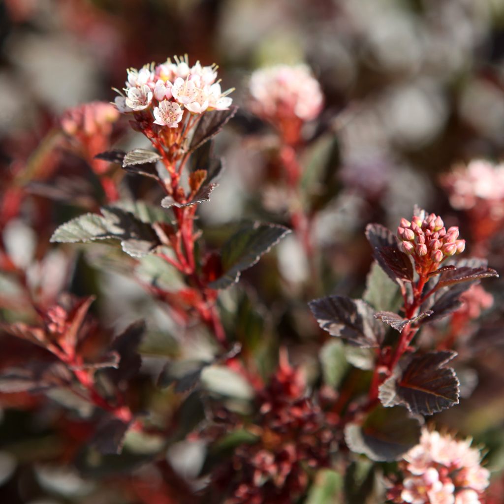Physocarpus opulifolius Spicy Devil - Physocarpe nain