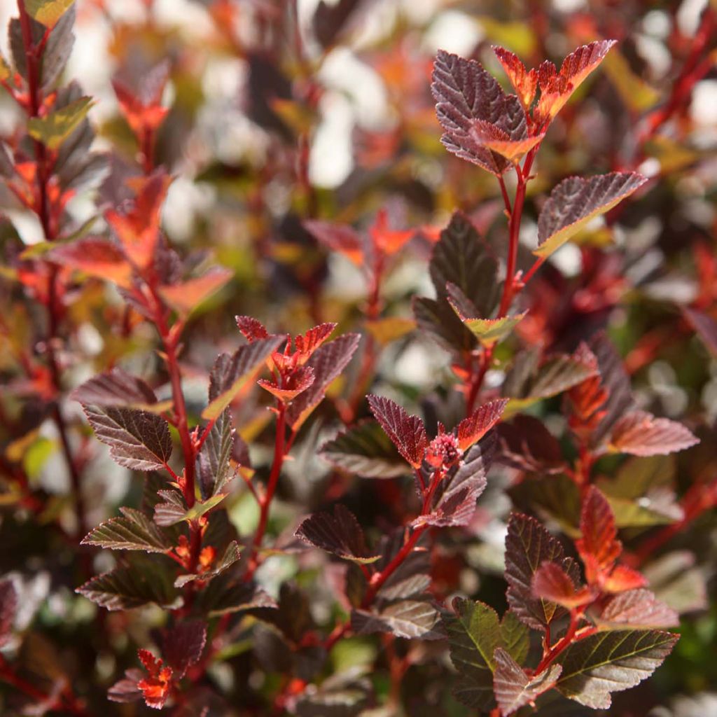 Physocarpus opulifolius Spicy Devil - Physocarpe nain