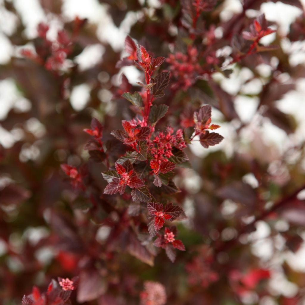 Physocarpus opulifolius Spicy Devil - Physocarpe nain