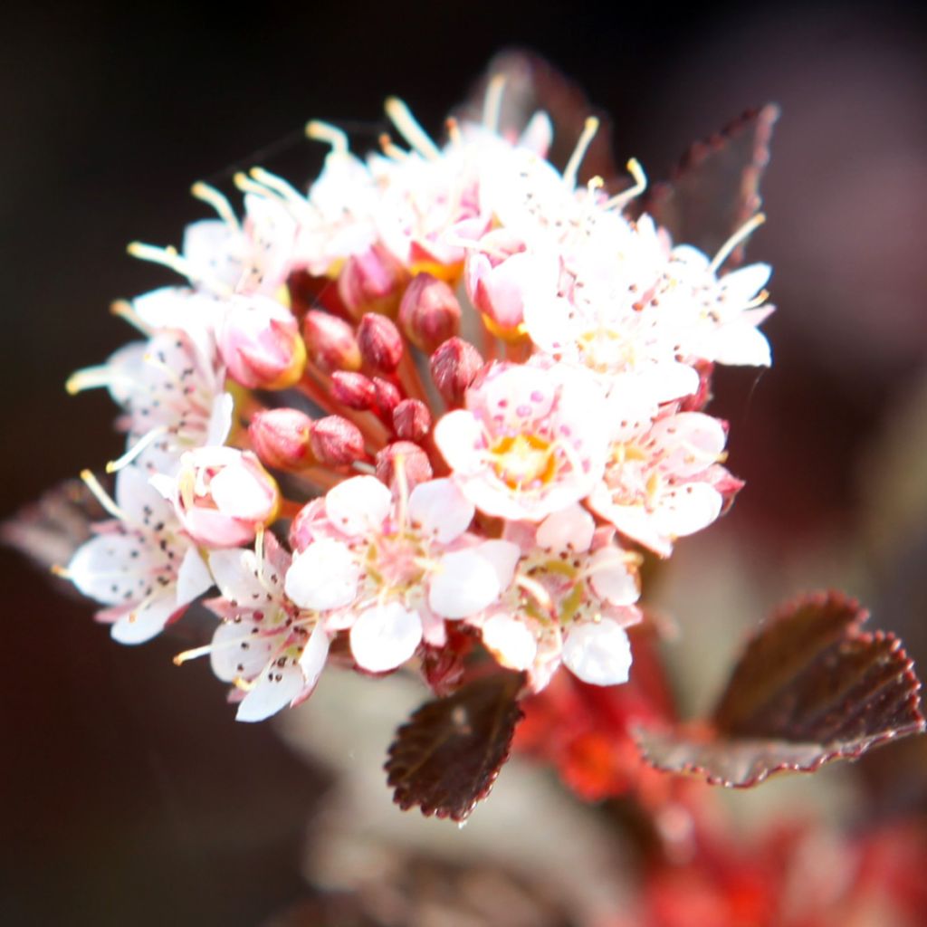Physocarpus opulifolius Spicy Devil - Physocarpe nain