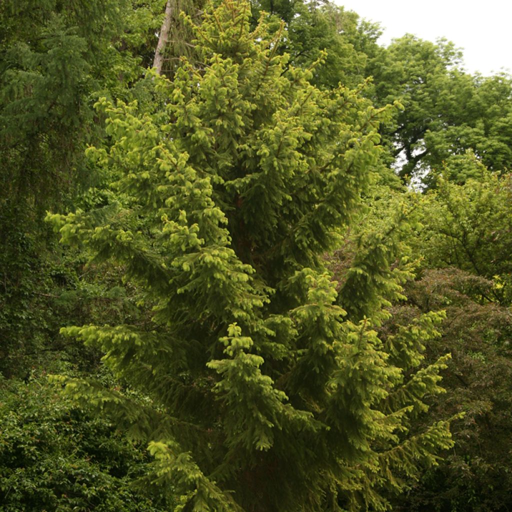 Epicéa commun - Picea abies Aurea Magnifica