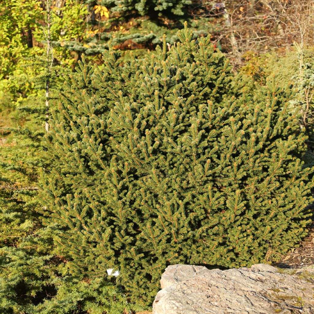 Epicéa commun - Picea abies Ohlendorffii