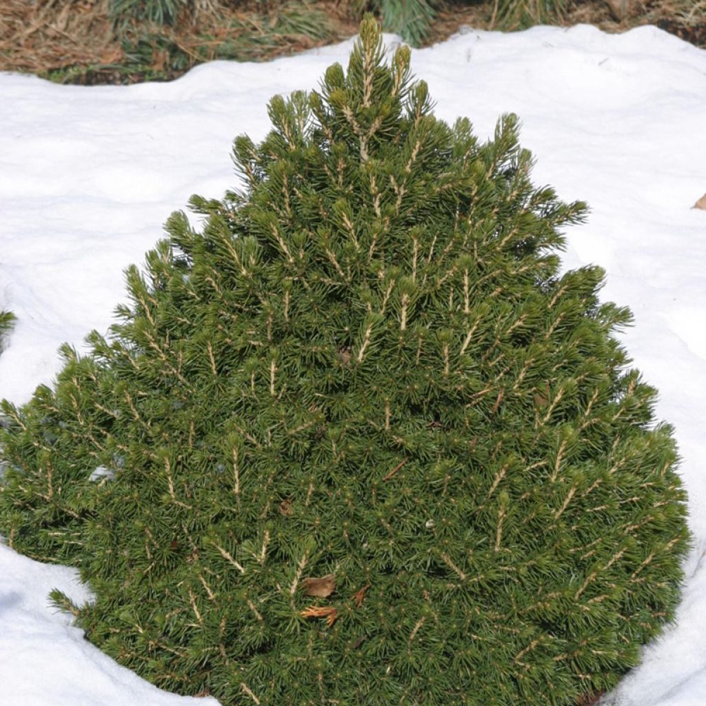 Épicéa commun nain - Picea abies Tompa