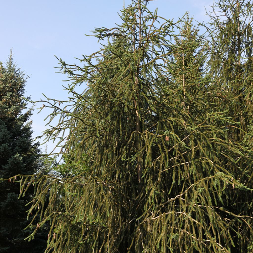 Epicea commun - Picea abies Virgata