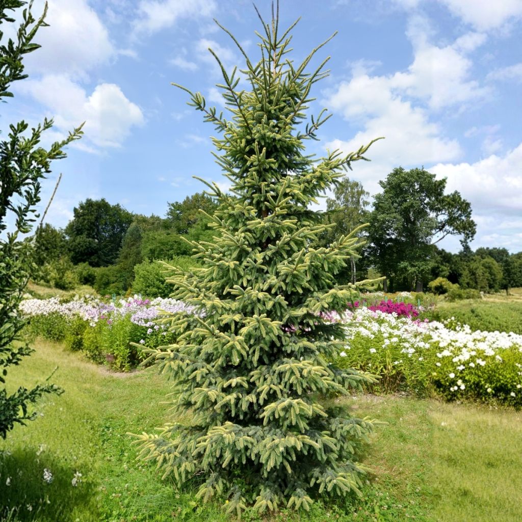Epinette noire - Picea mariana Aurea 