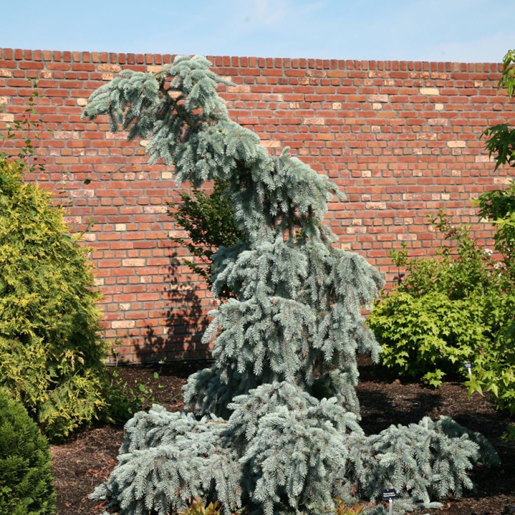 Epicéa bleu - Picea pungens Glauca Pendula