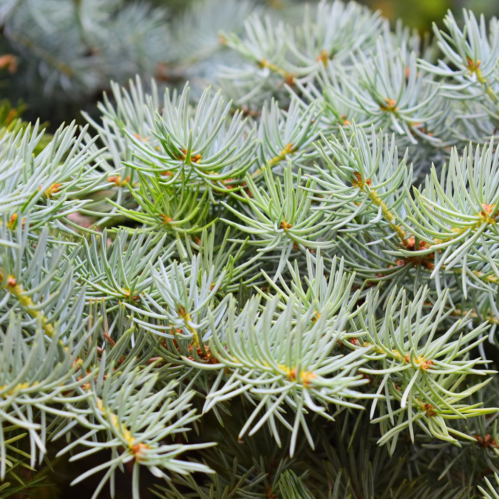 Picea abies Eagle Point - Epicea commun nain                         