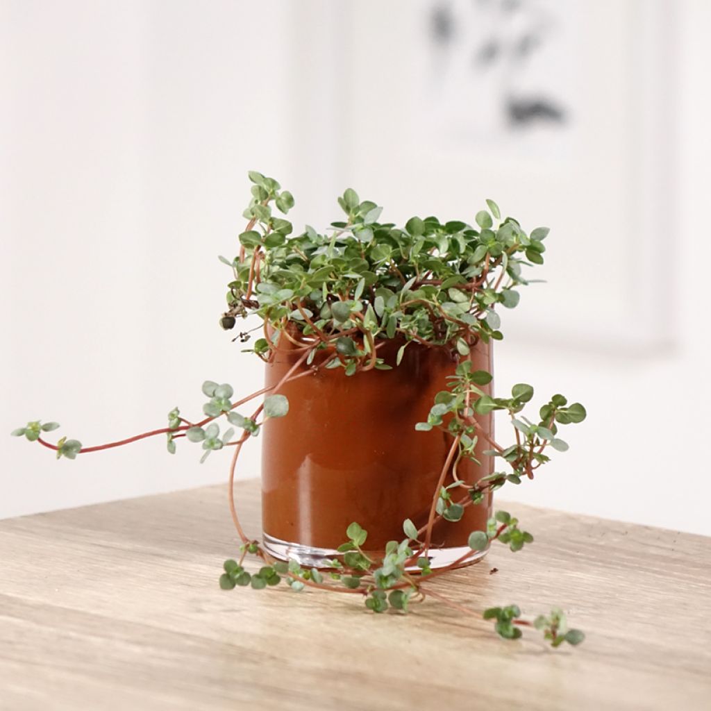 Pilea glaucophylla Greyzy