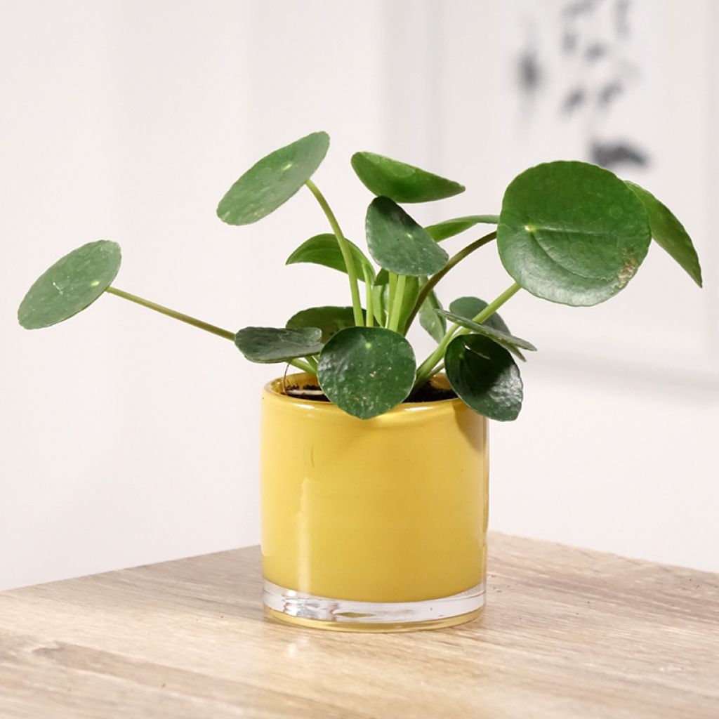 Pilea peperomioides