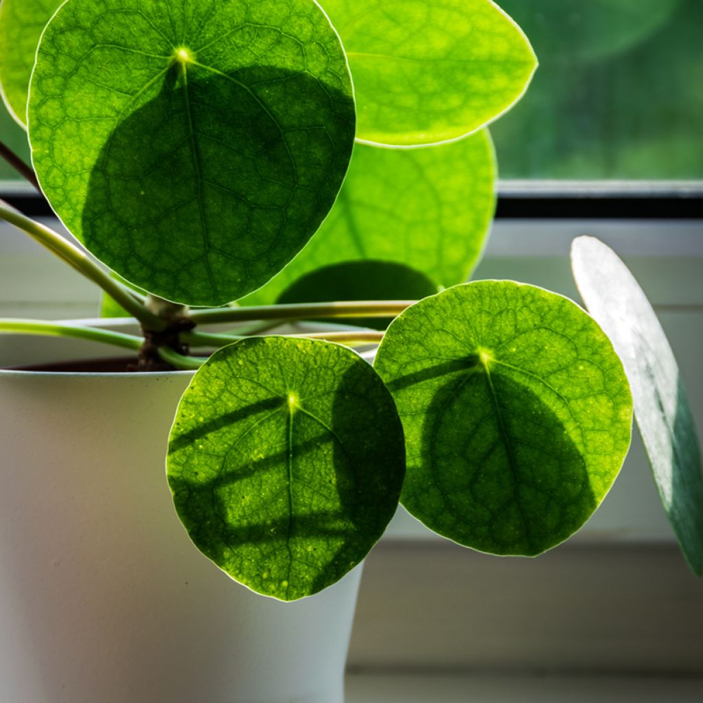Pilea peperomioides