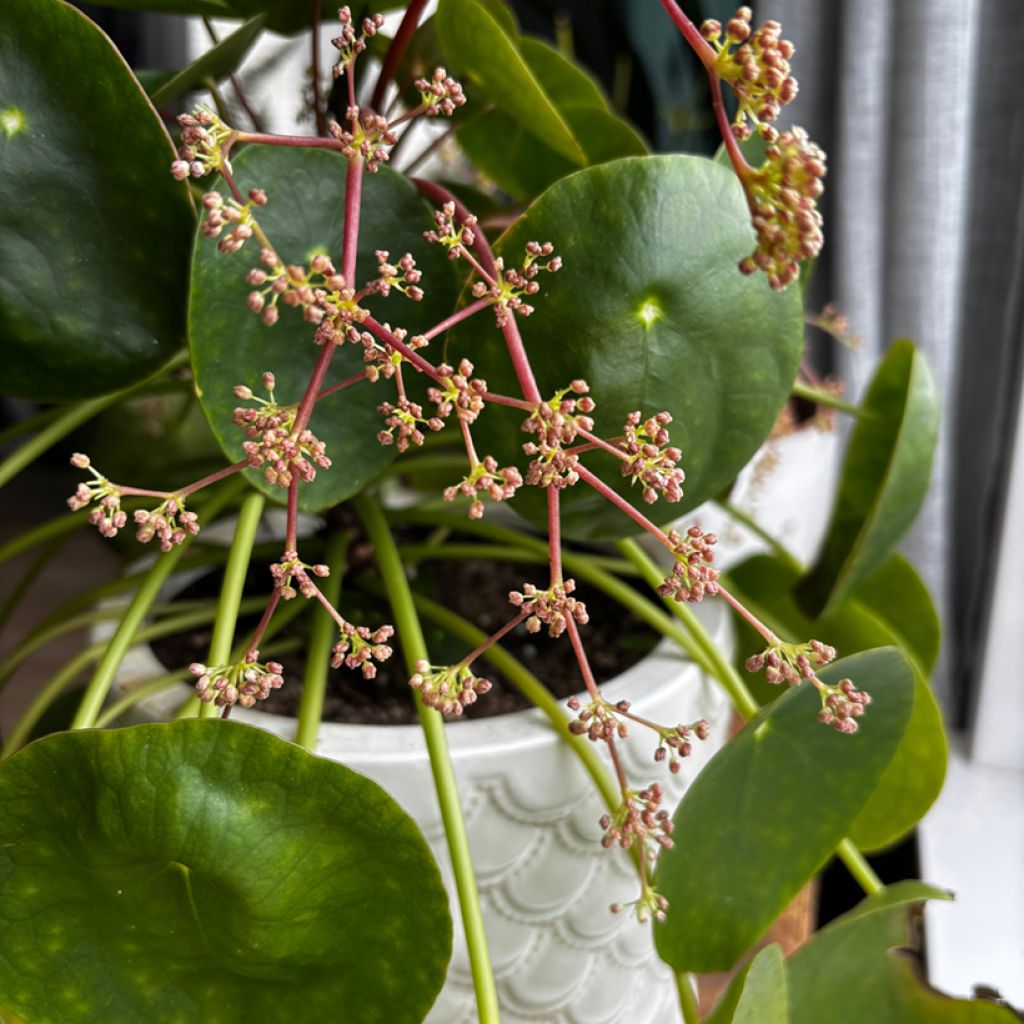 Pilea peperomioides