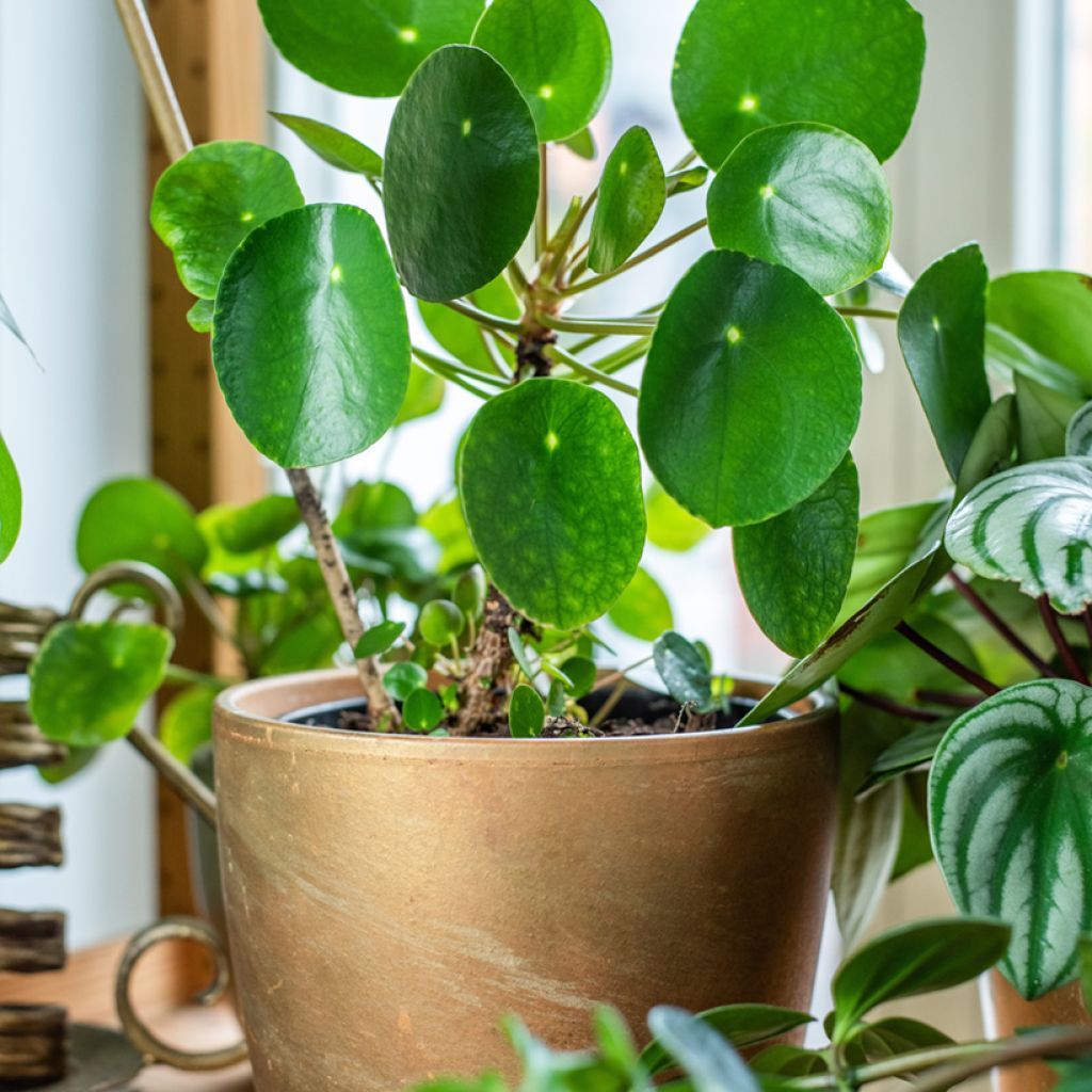 Pilea peperomioides