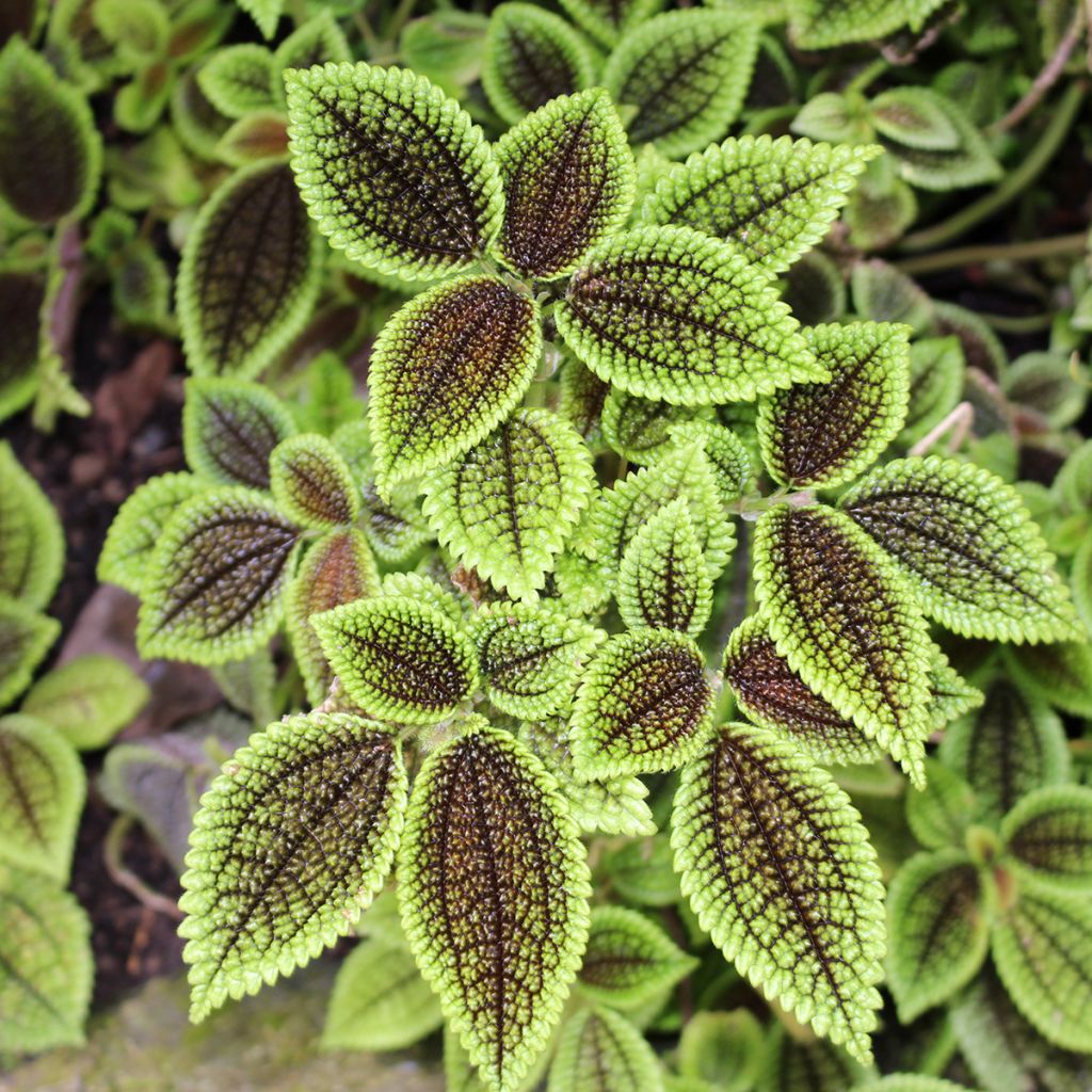 Pilea Moon Valley