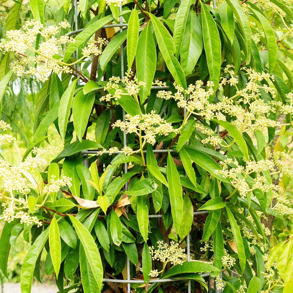 Pileostegia viburnoides