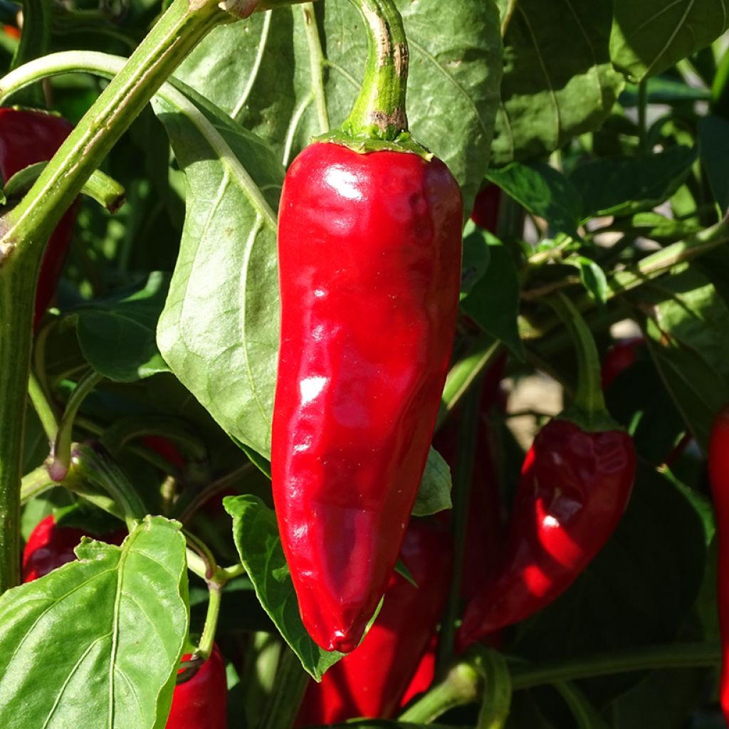 Piment Basque Gorria Bio en mini-mottes