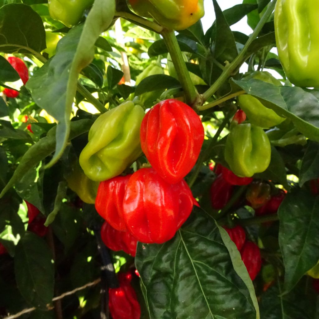Piment Habanero - Piment antillais
