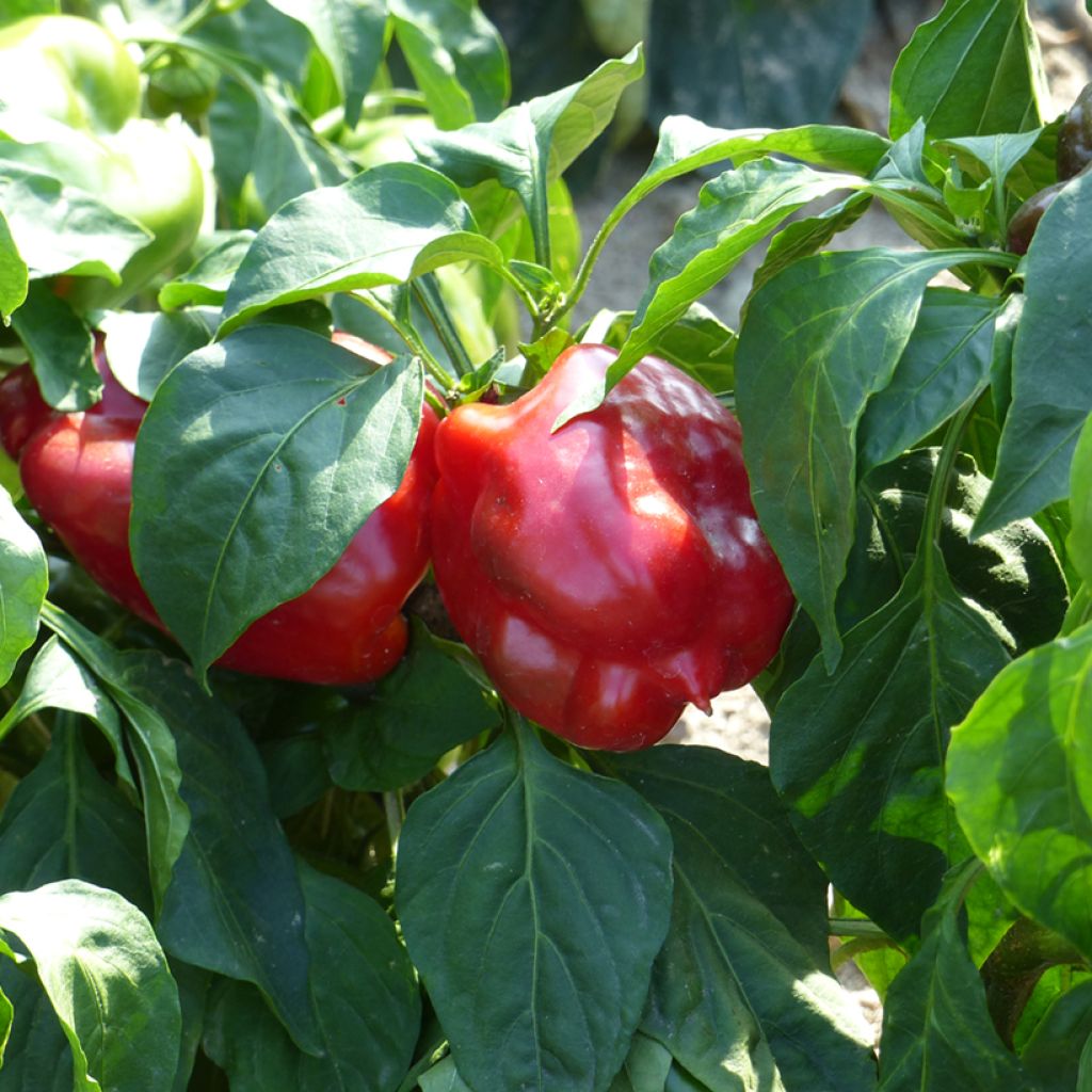 Piment doux d'Espagne Yolo Wonder Bio - Poivron