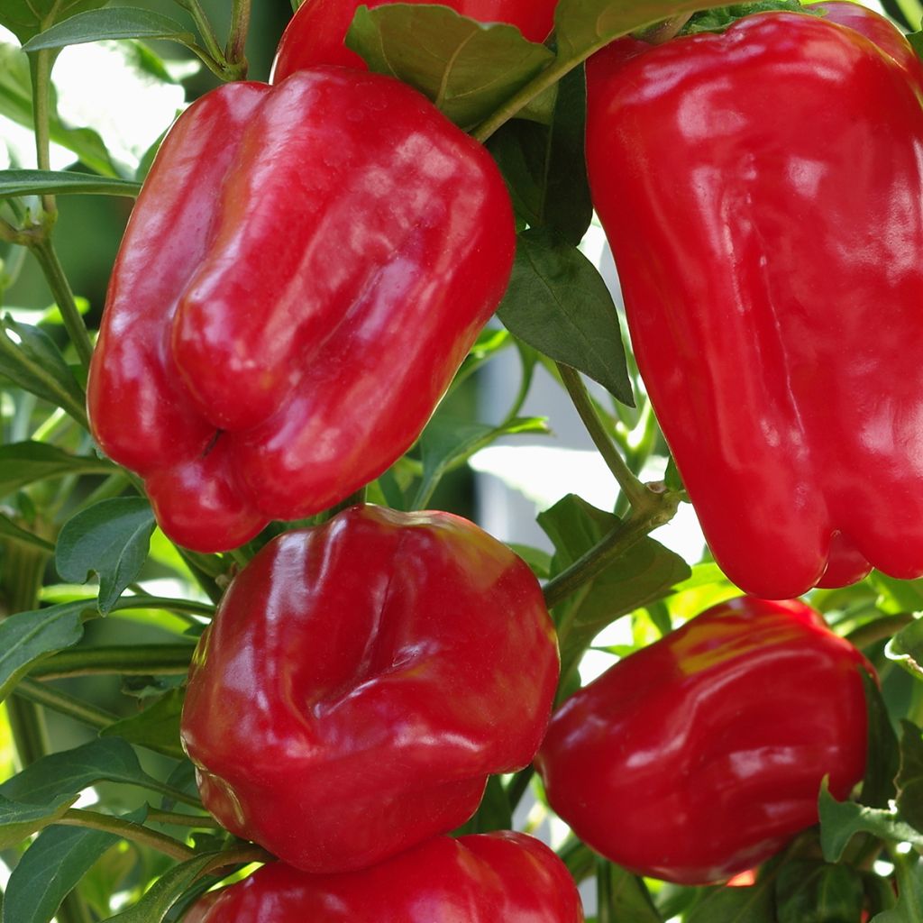 Piment doux d'Espagne Yolo Wonder - Poivron - Vilmorin