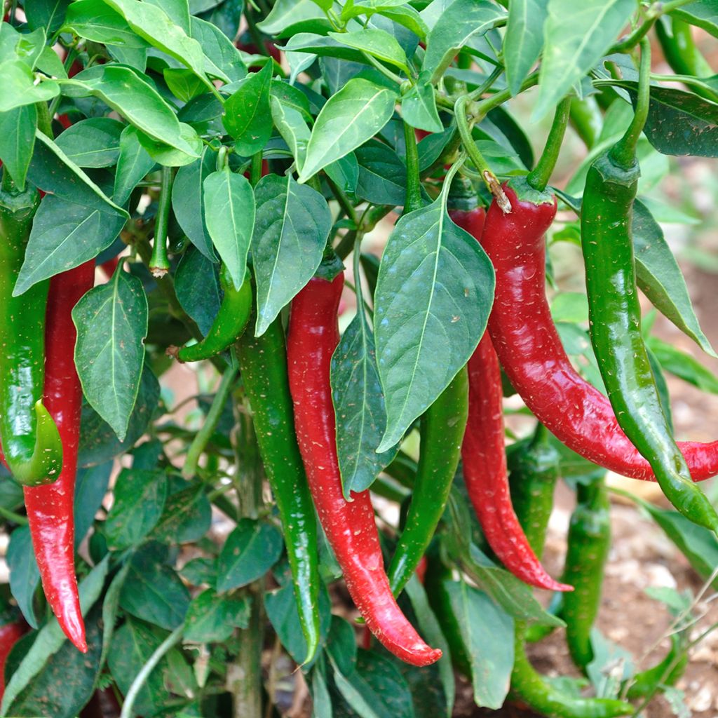 Piment doux très long des Landes en plants  