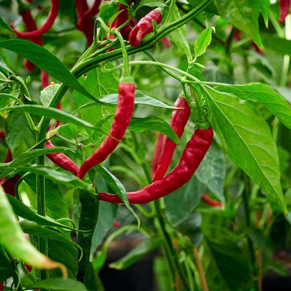 Piment doux très long des Landes en plants  