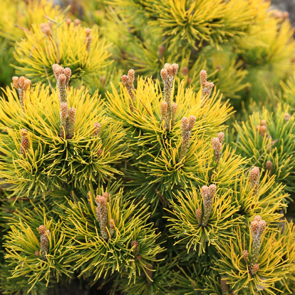 Pin de montagne - Pinus mugo Nana Balcanica Aurea