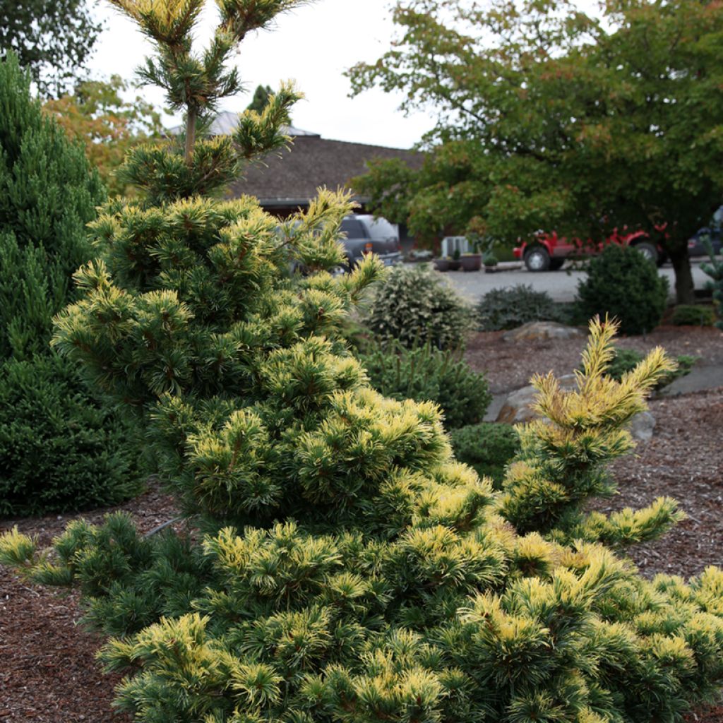 Pin blanc du Japon - Pinus parviflora Goldilocks