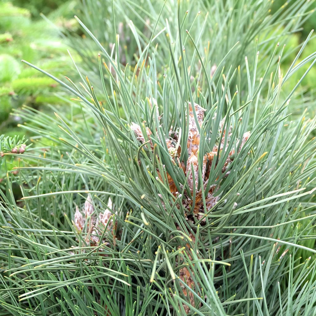 Pinus nigra Green Tower - Pin noir                         