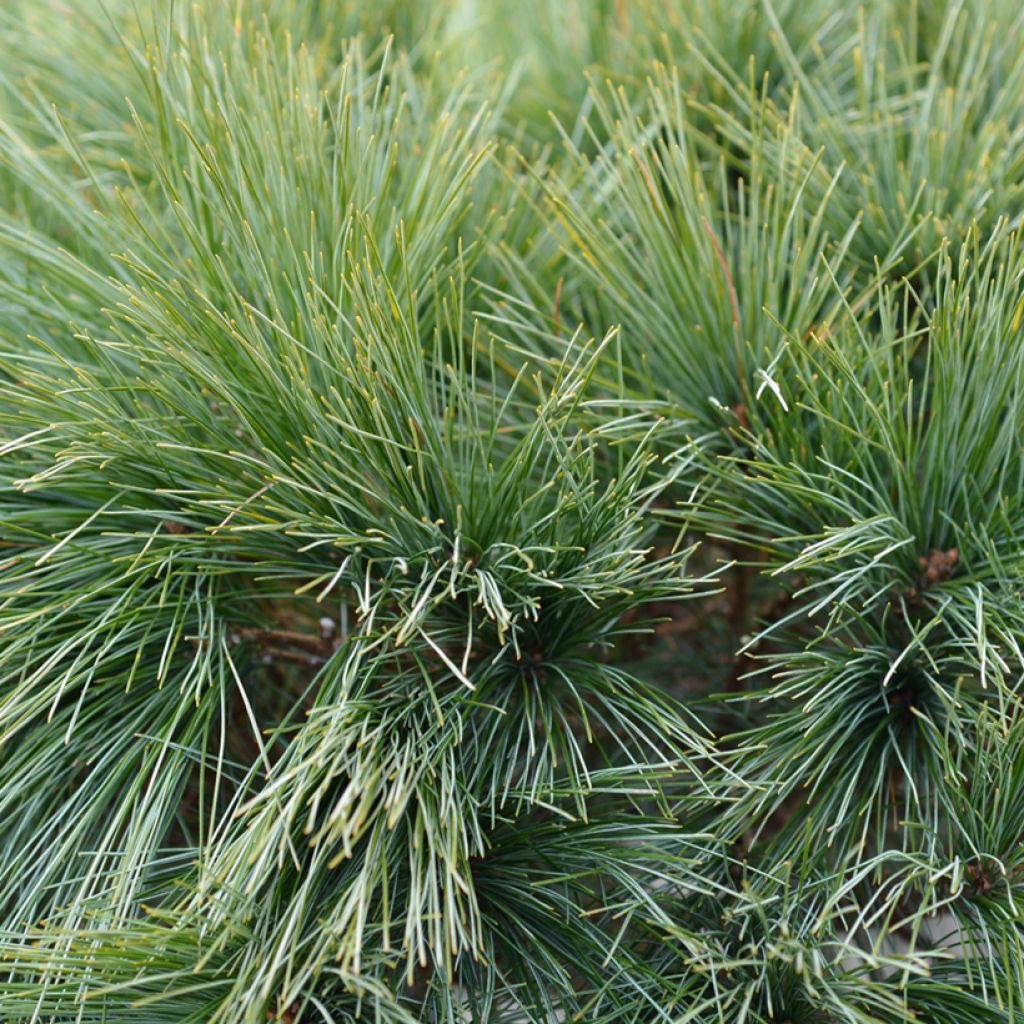 Pin de Weymouth nain - Pinus strobus Radiata