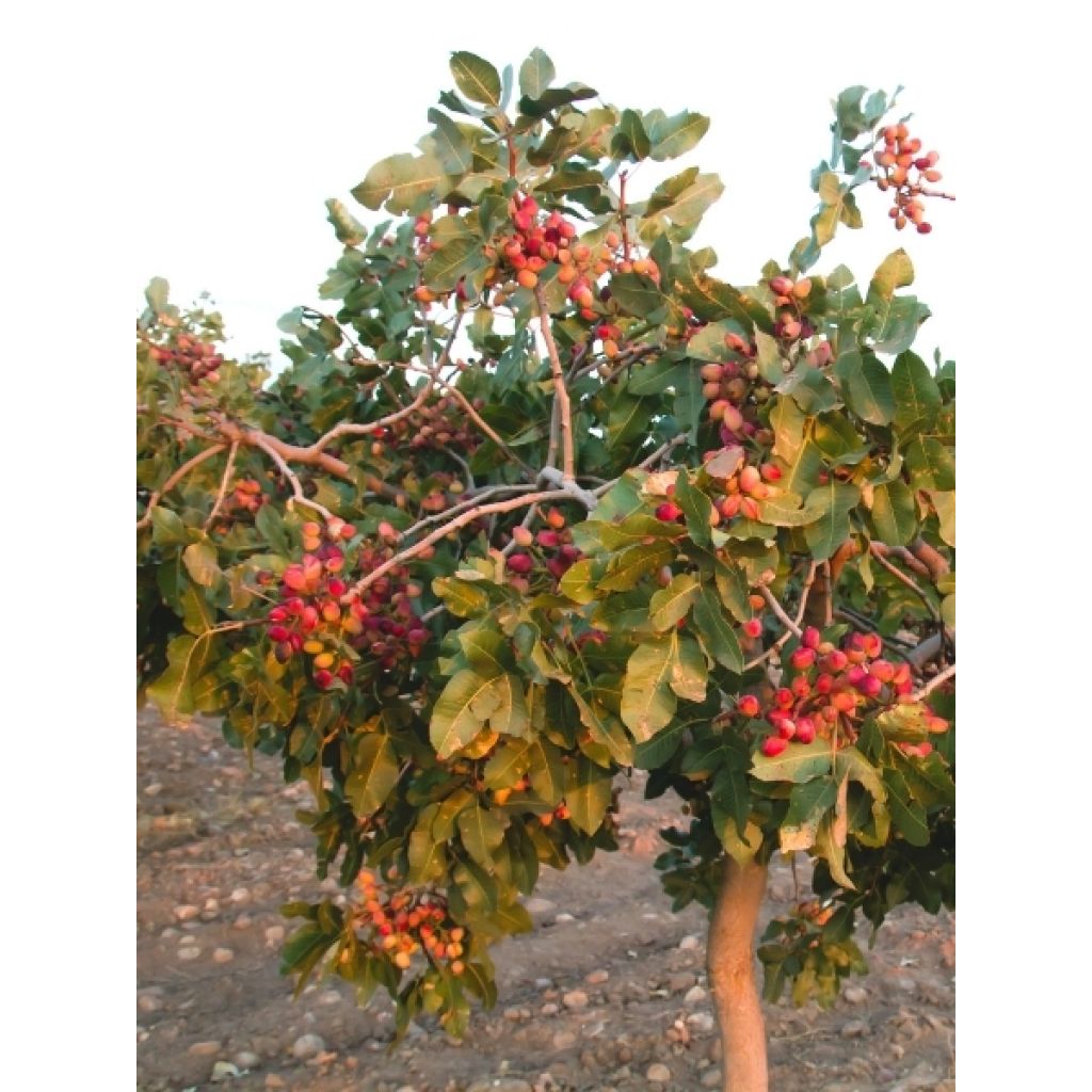Pistachier femelle Kerman - Pistacia vera 