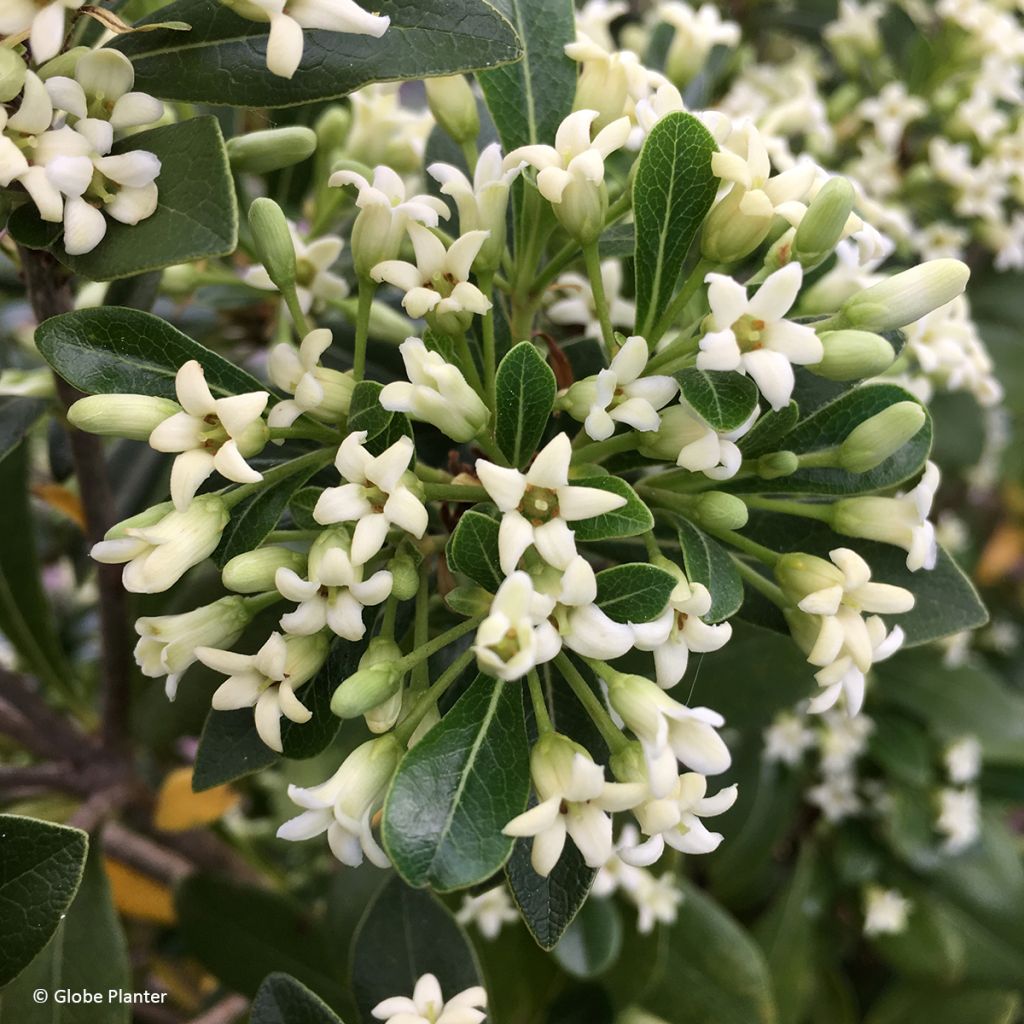 Pittosporum Green Mound