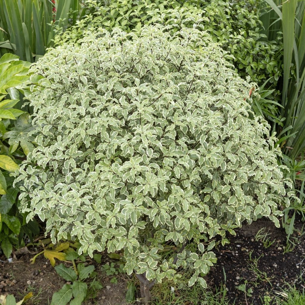 Pittosporum tenuifolium Variegatum