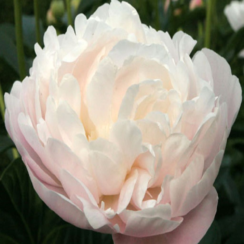 Pivoine lactiflora Corinne Wersan