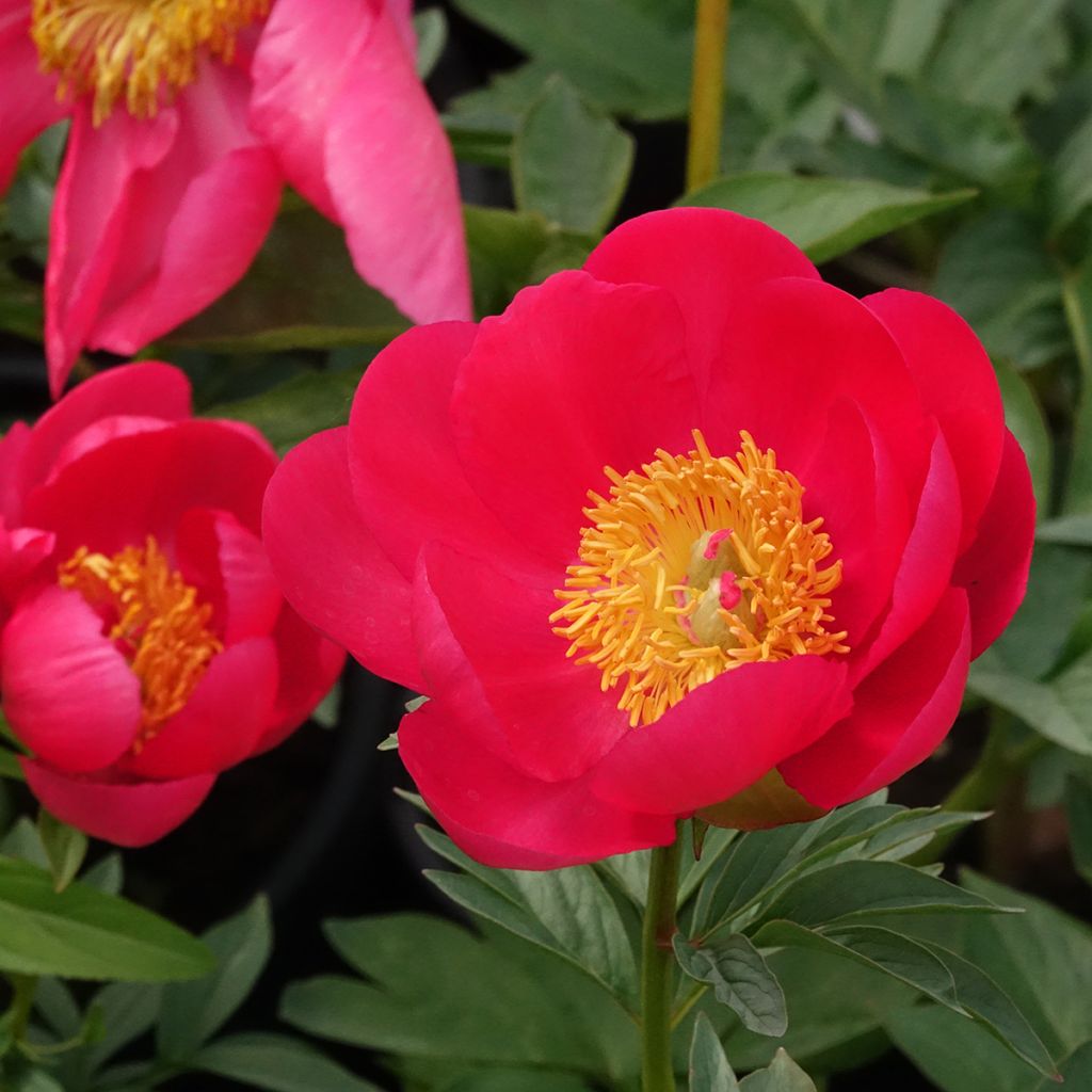 Pivoine Flame