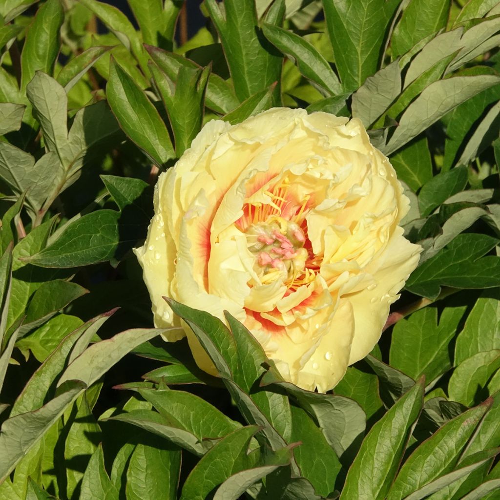 Pivoine Itoh Bartzella