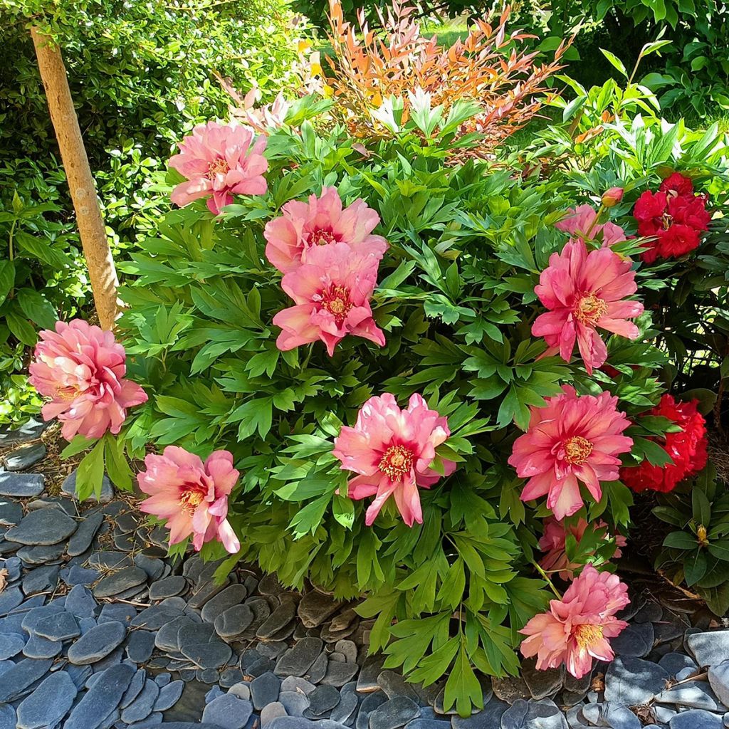 Pivoine Itoh Hillary