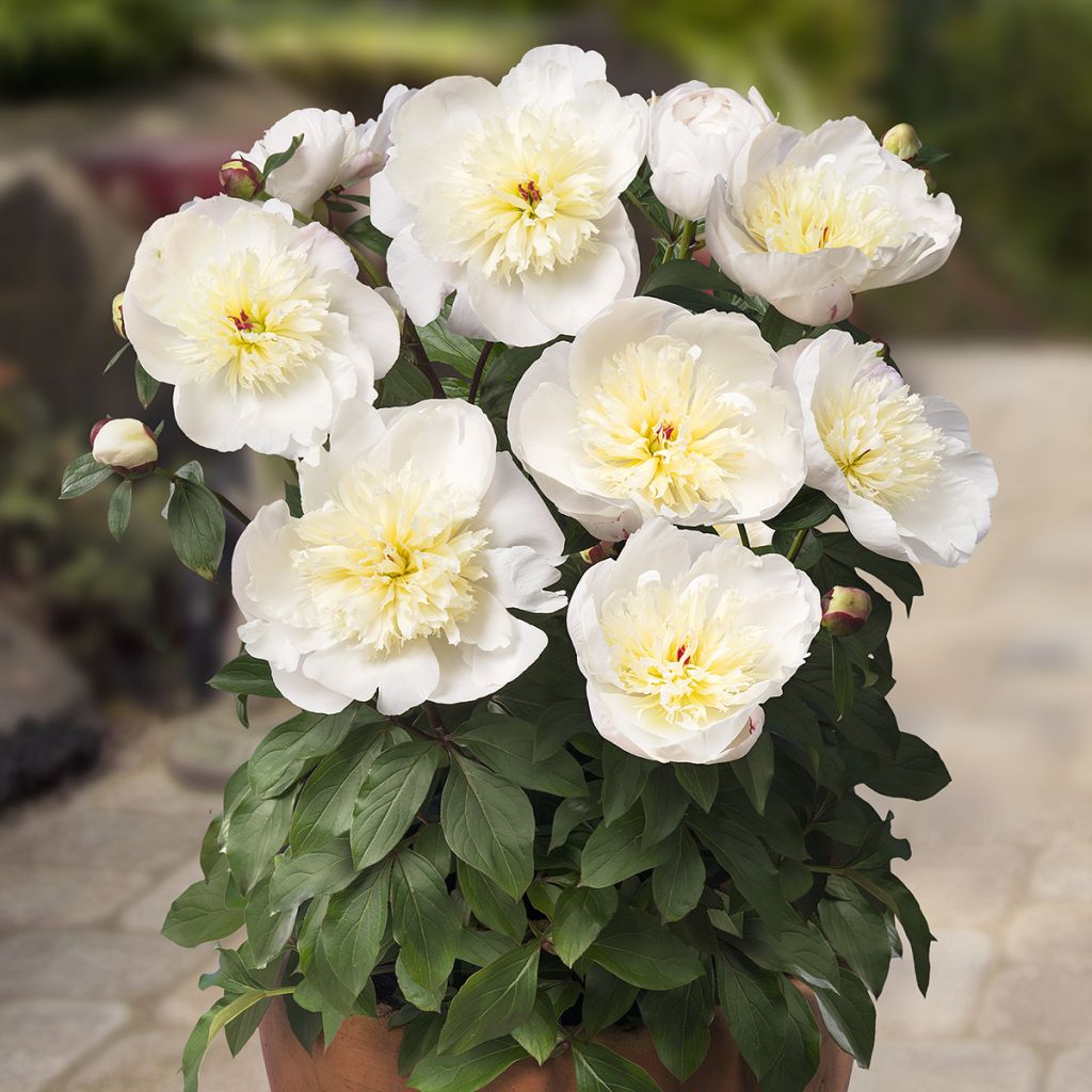 Pivoine naine Patio Peony Madrid