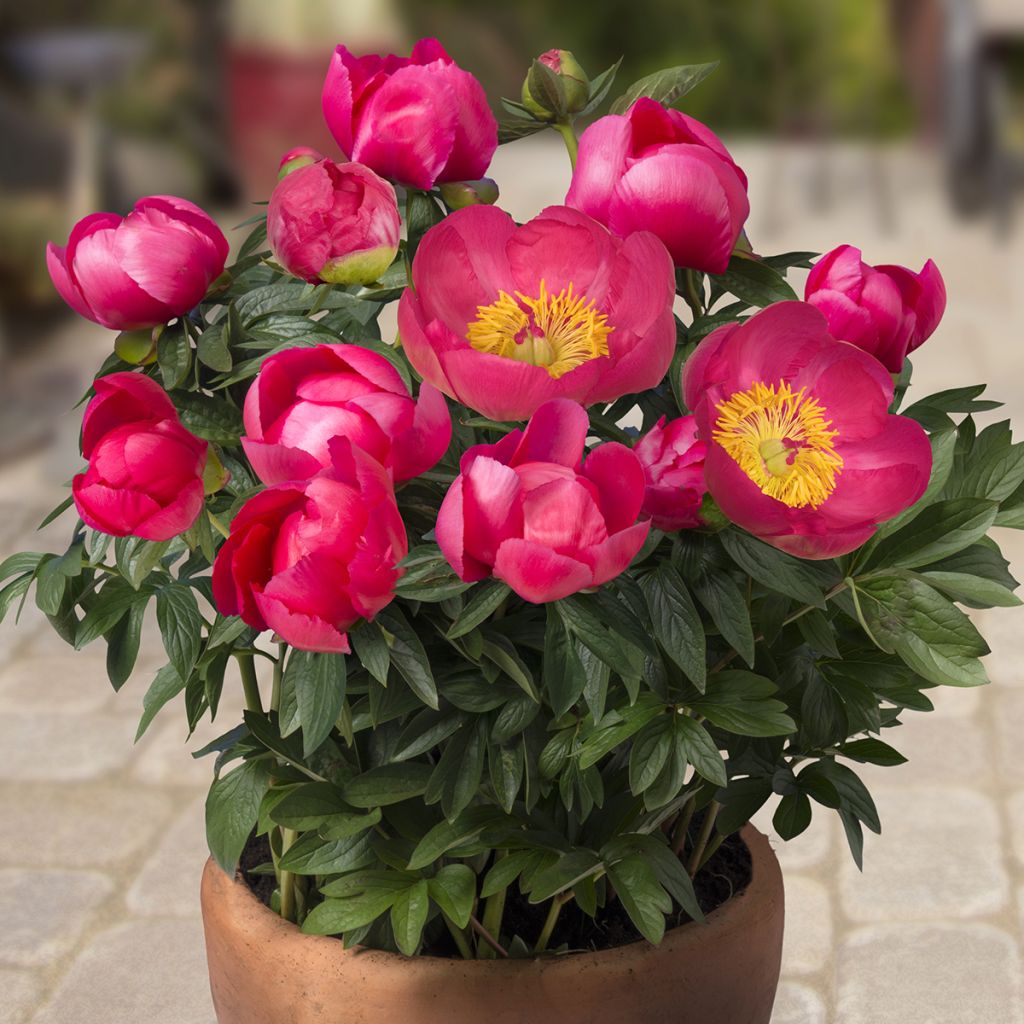 Pivoine naine Patio Peony Oslo