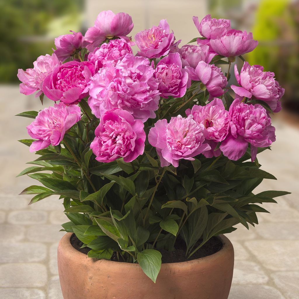 Pivoine naine Patio Peony Rome