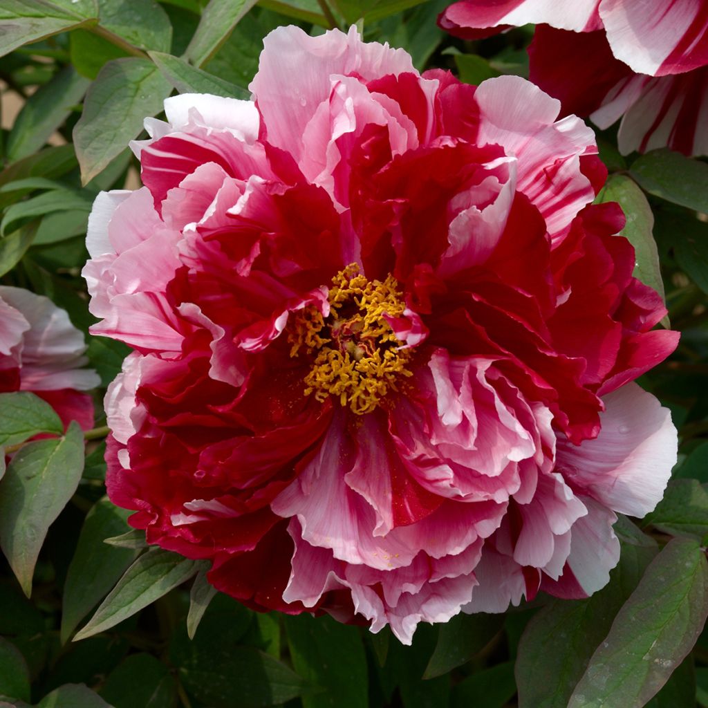 Pivoine arbustive Camouflage (Dao Jin) - Paeonia suffruticosa