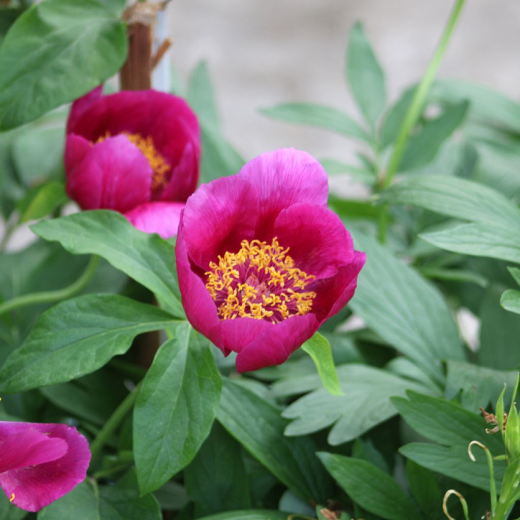 Pivoine botanique - Paeonia mascula