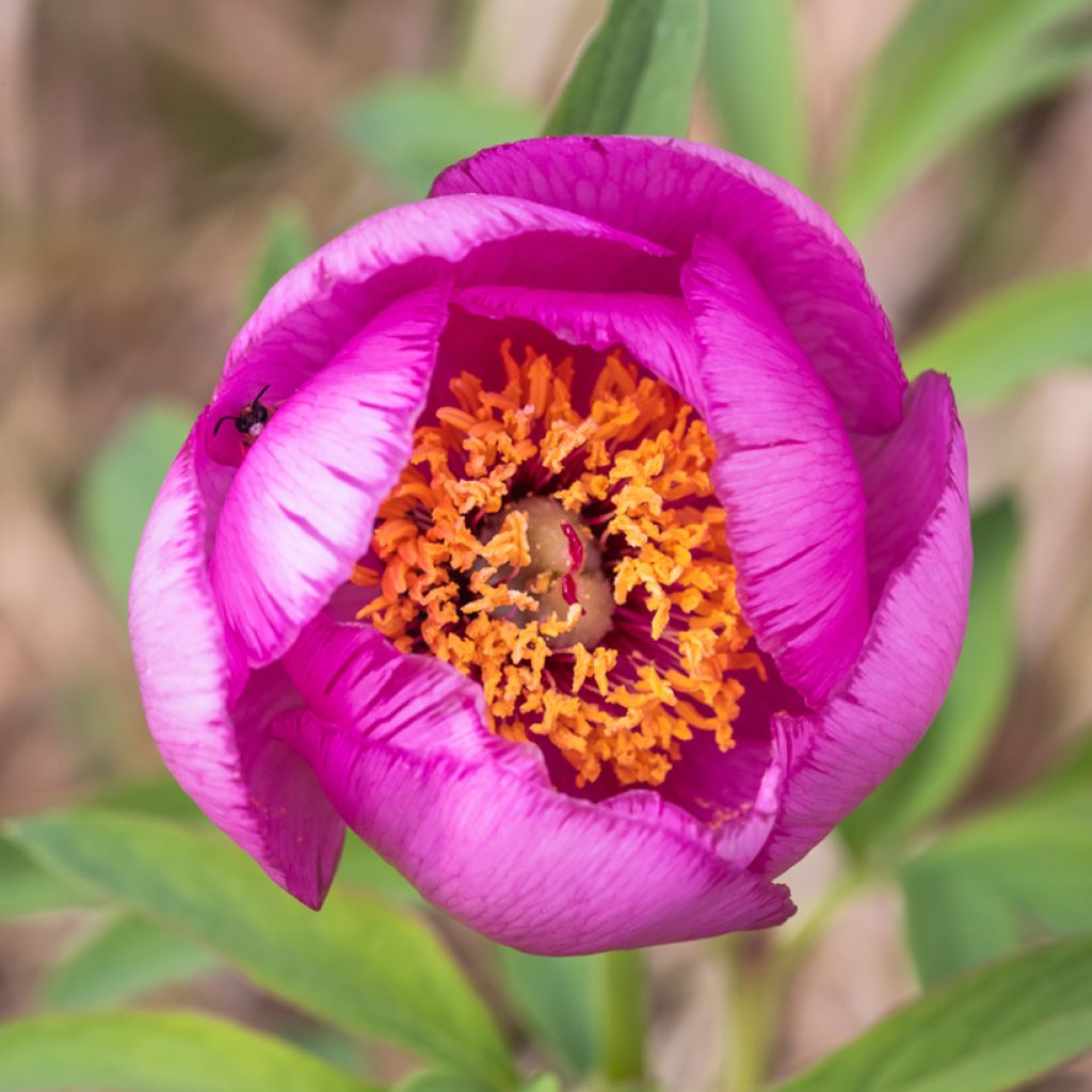 Pivoine botanique - Paeonia mascula