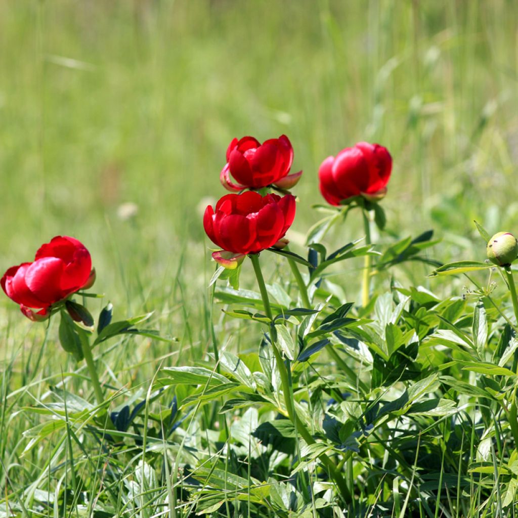 Pivoine botanique - Paeonia peregrina