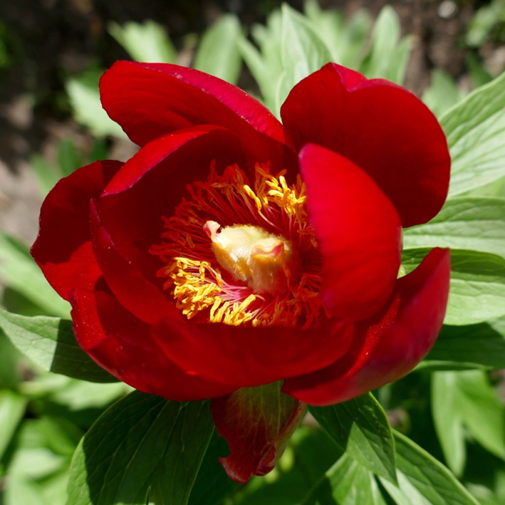 Pivoine botanique - Paeonia peregrina