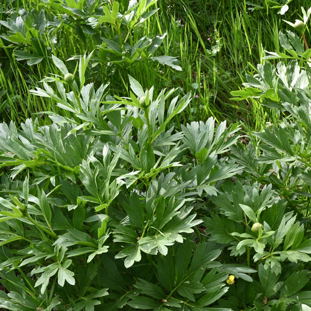 Pivoine botanique - Paeonia peregrina