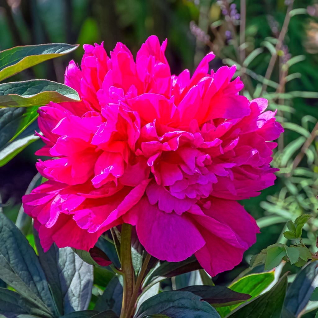 Pivoine lactiflora Adolphe Rousseau
